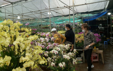 Thị trường hoa, cây cảnh ngày Tết