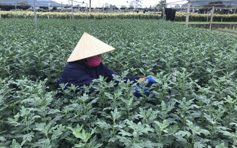 Phụ nữ làng hoa Đông Cương